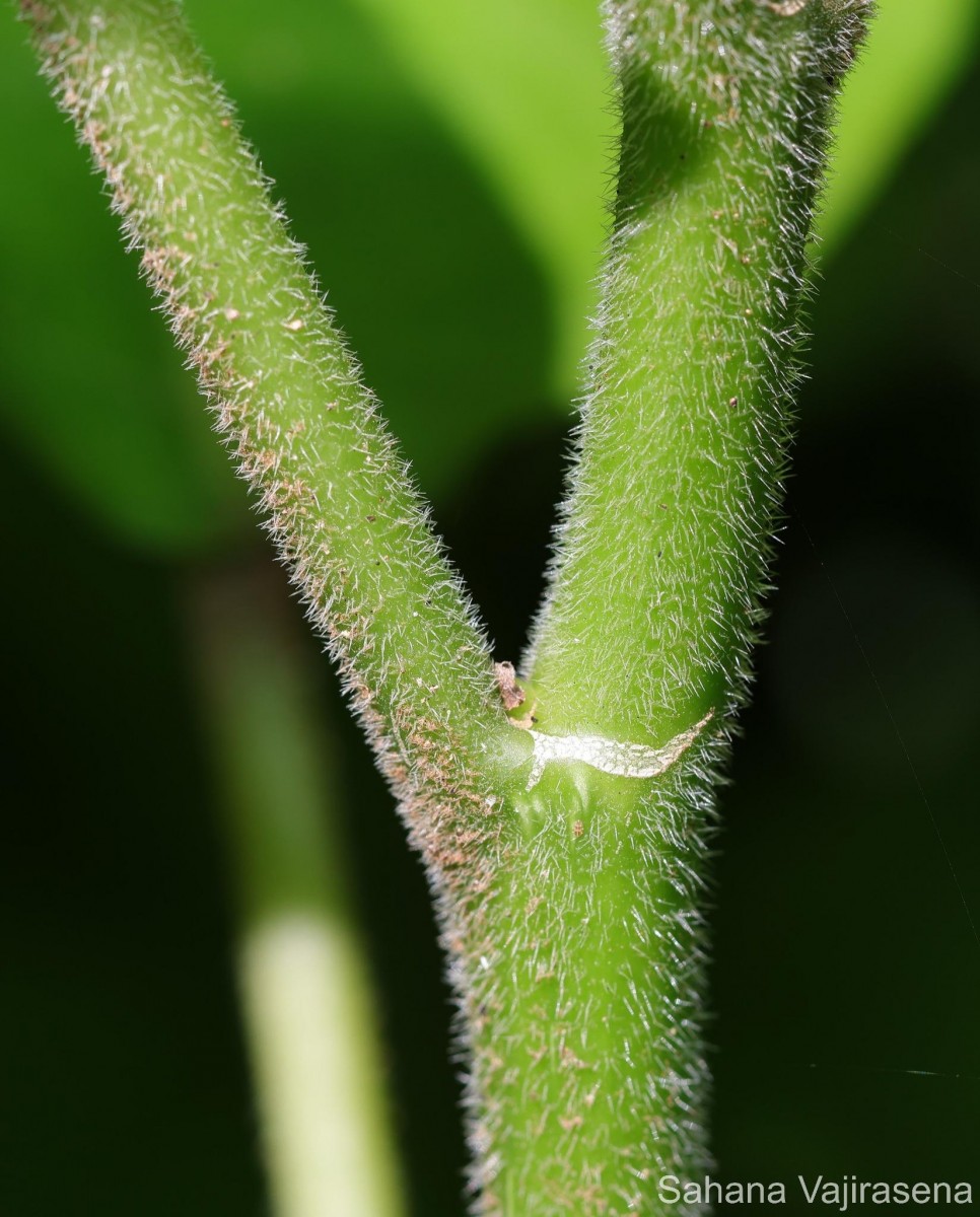 Dendrocnide sinuata (Blume) Chew